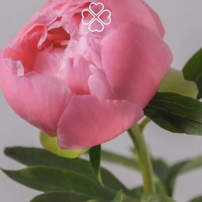 Drogie Mamy, dziś jest Wasz dzień! 💐 Bądźcie piękne, bądźcie szczęśliwe, bądźcie sobą! ❤️

Przypominamy, że dziś do północy trwa promocja -20% na produkty marek MOE i Stylove. To doskonała okazja, by podarować Mamie lub samej sobie odrobinę radości. 🥰

#cudmoda #sukienka #modadamska #stylowakobieta #dzienmamy #dzieńmamy