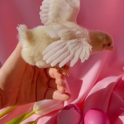 #CUDgirls, wesołych Świąt! 💛

Niech to będzie dobry, spokojny czas - dużo uśmiechu, chwil z bliskimi i trochę wiosennej energii na nowy sezon 🌸✨

#cudmoda #modadamska #happyeaster